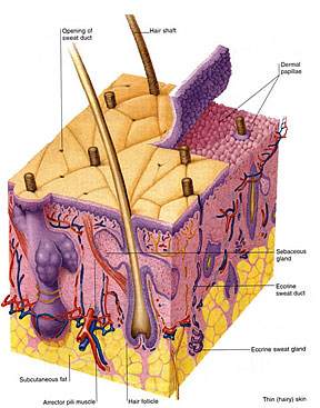 dataset/images/dermatology.jpg