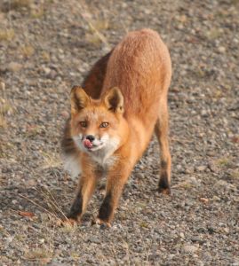 dataset/images/fox.jpg