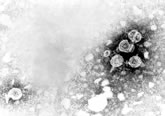 dataset/images/hepatitis.jpg