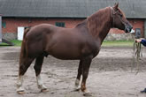dataset/images/horse-colic.jpg