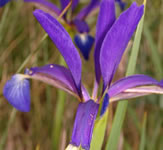 dataset/images/iris.jpg