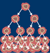 dataset/images/mammographic.jpg