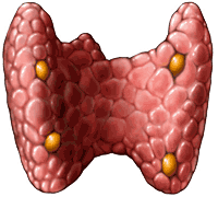 dataset/images/new-thyroid1.gif