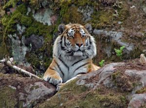 dataset/images/tiger.jpg