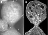 dataset/images/yeast-0-2-5-7-9_vs_3-6-8.jpg