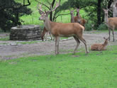 dataset/images/zoo.jpg